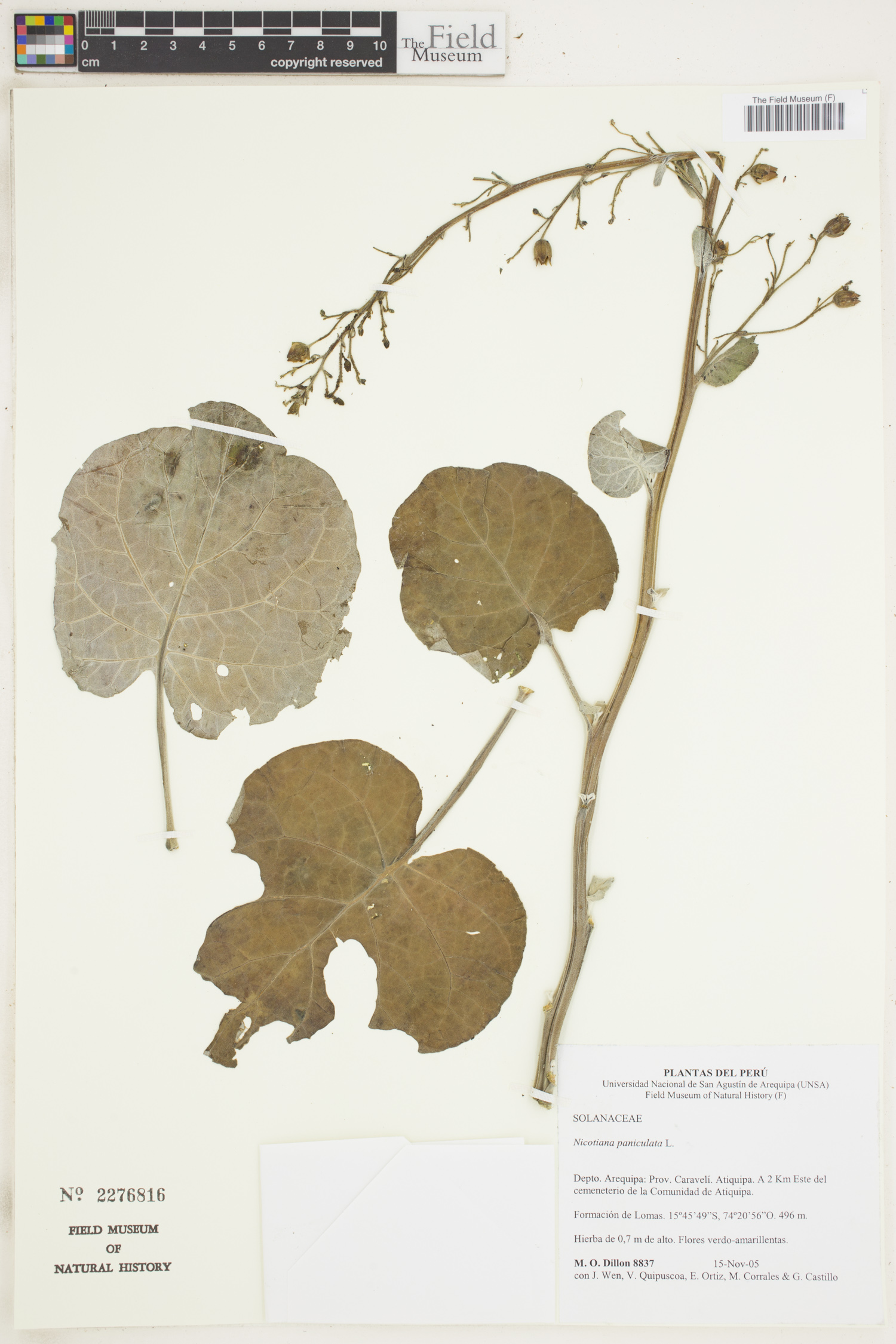 Nicotiana paniculata image