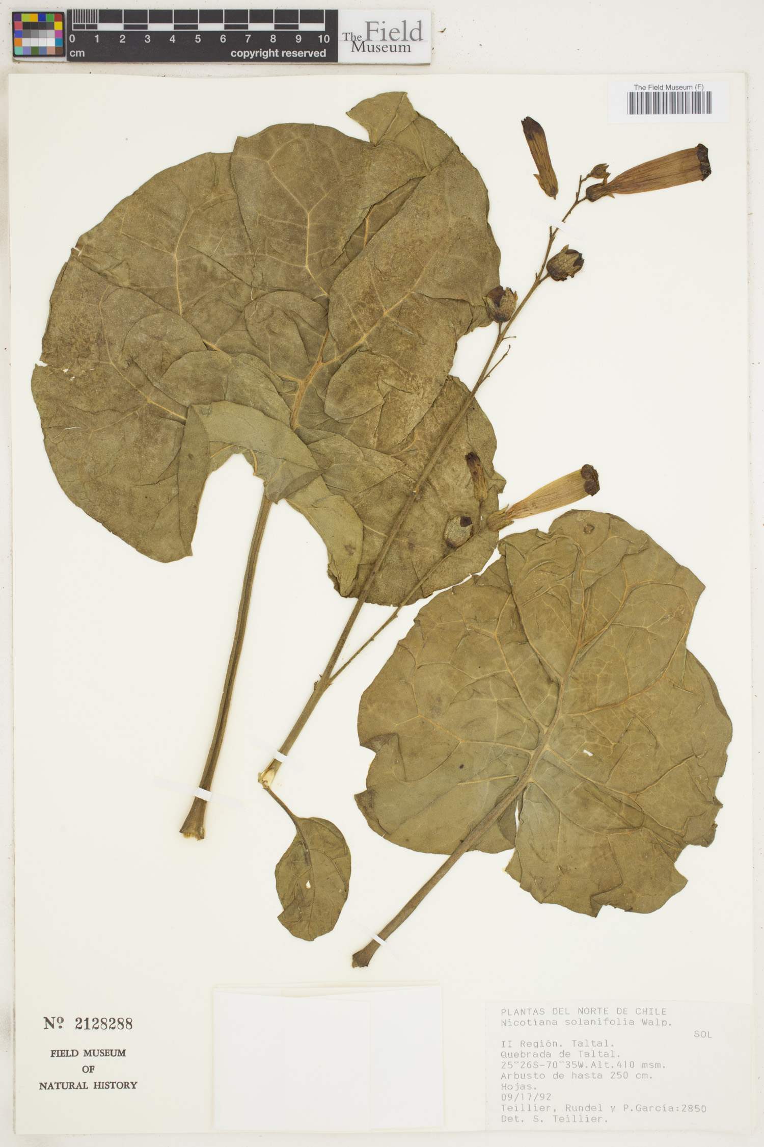 Nicotiana solanifolia image