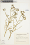 Schizanthus litoralis image