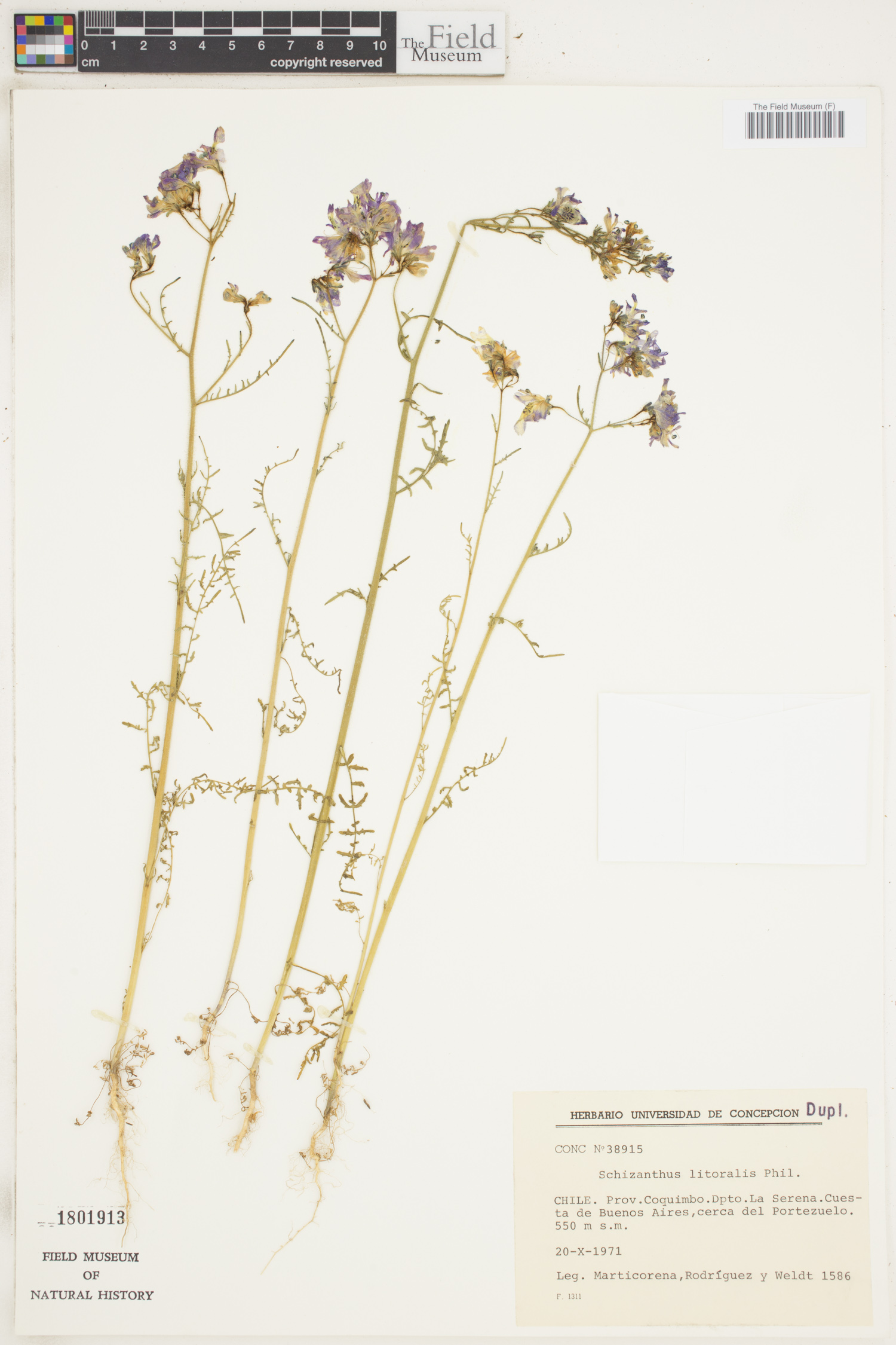 Schizanthus litoralis image