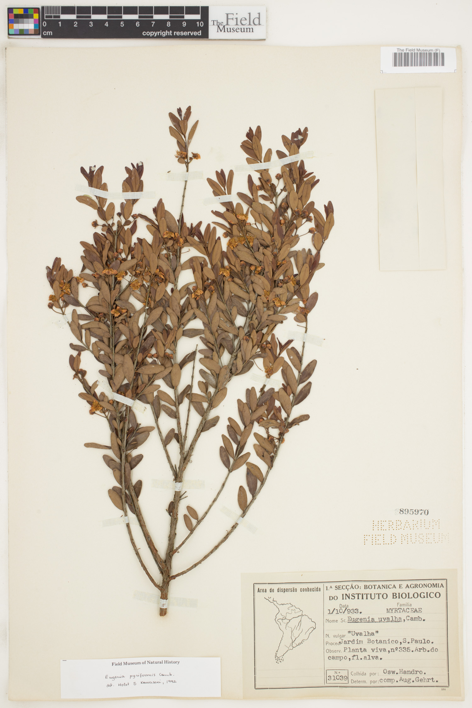 Eugenia pyriformis image