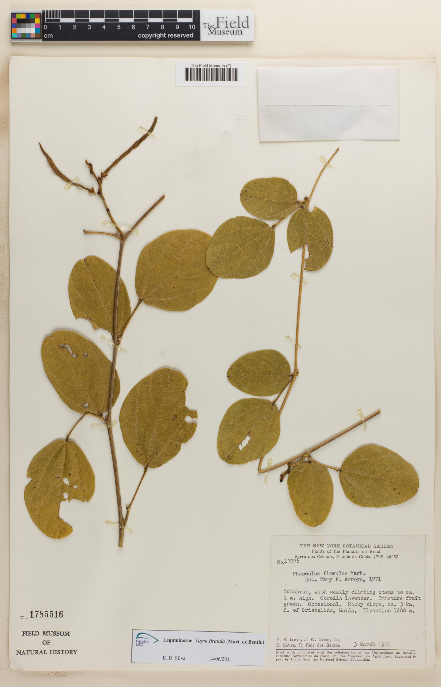 Vigna firmula image