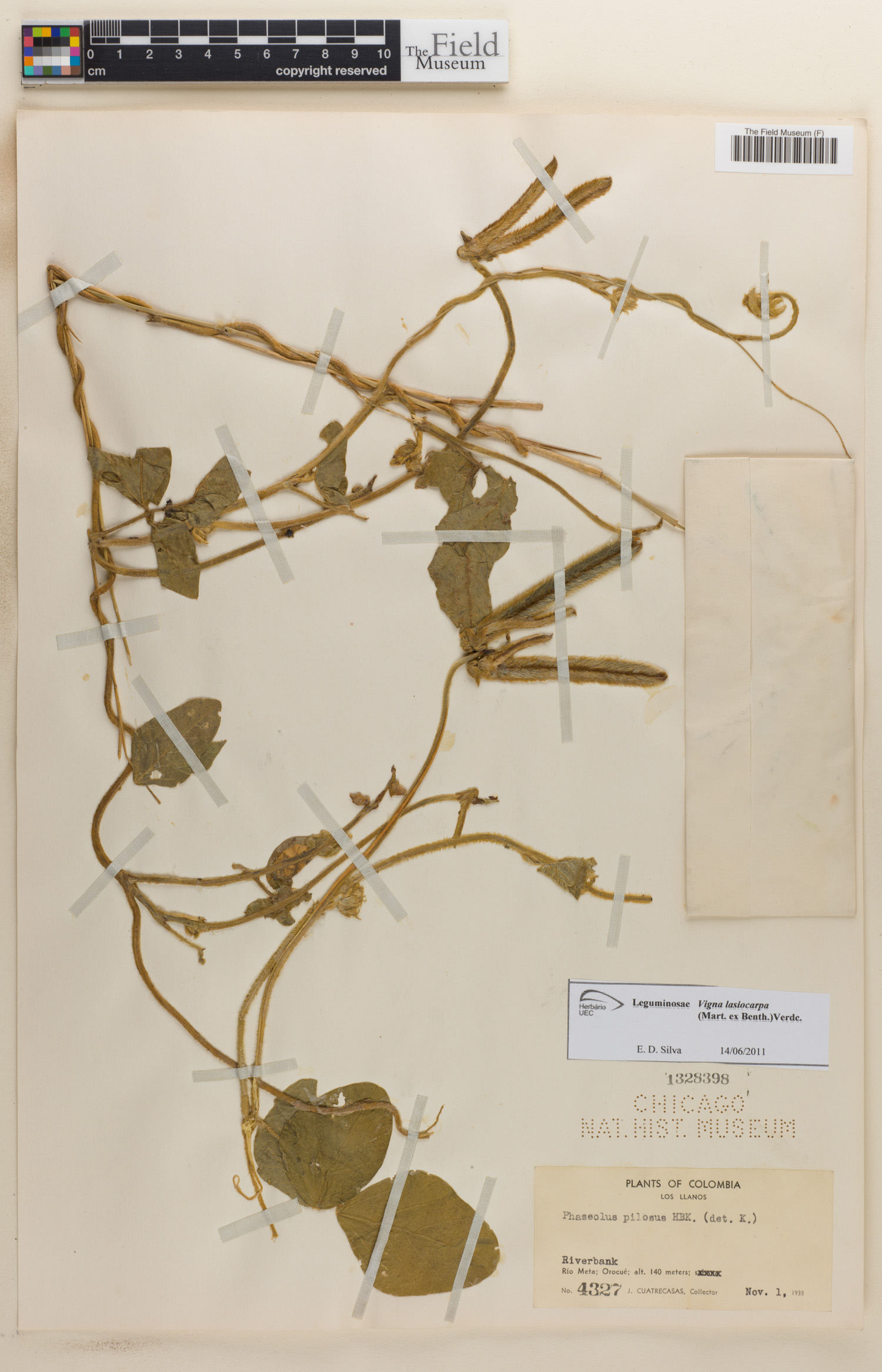 Vigna lasiocarpa image