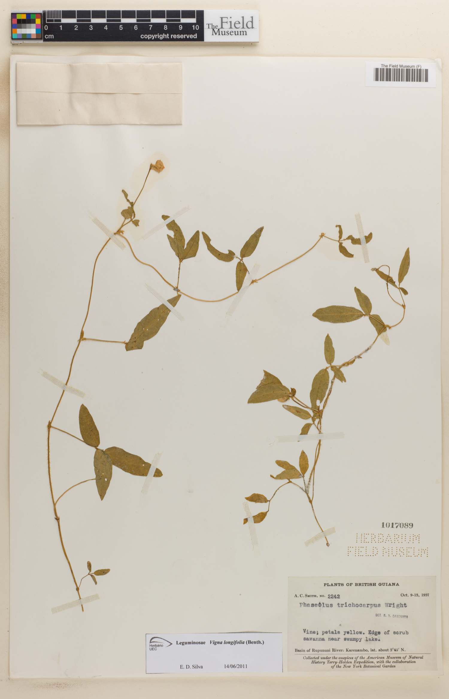 Vigna longifolia image