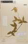 Vigna longifolia image