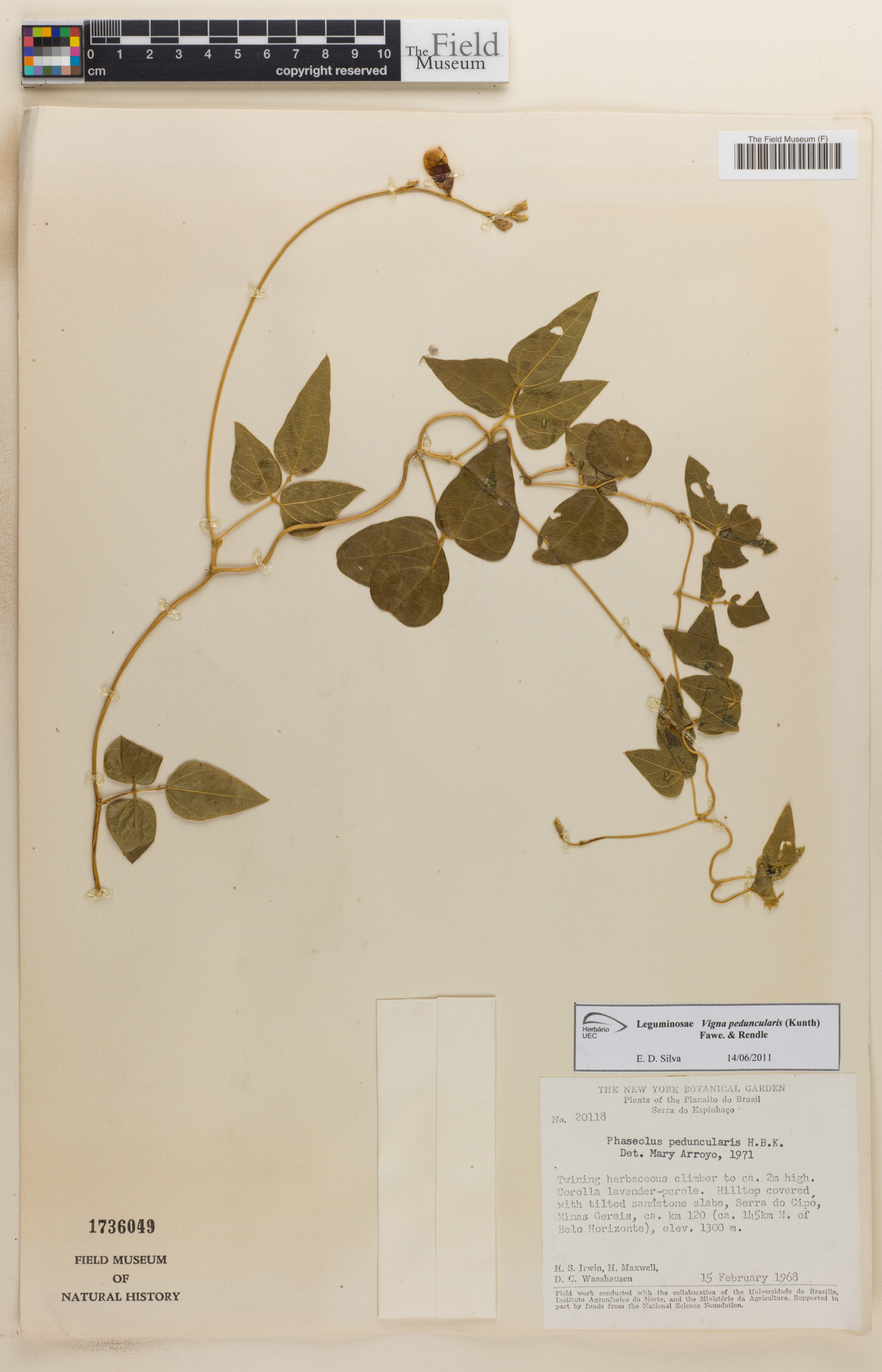 Vigna peduncularis image