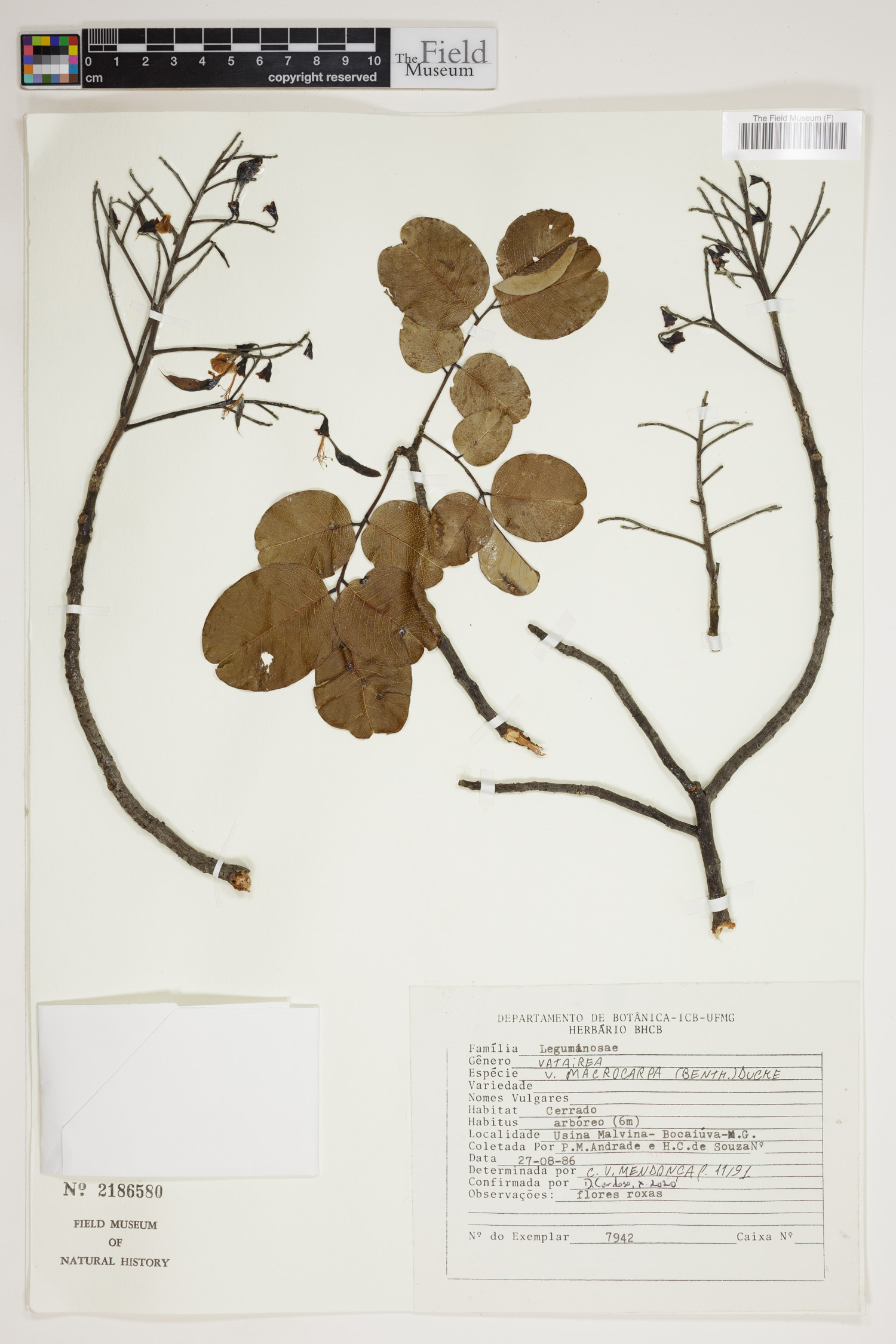 Vatairea macrocarpa image