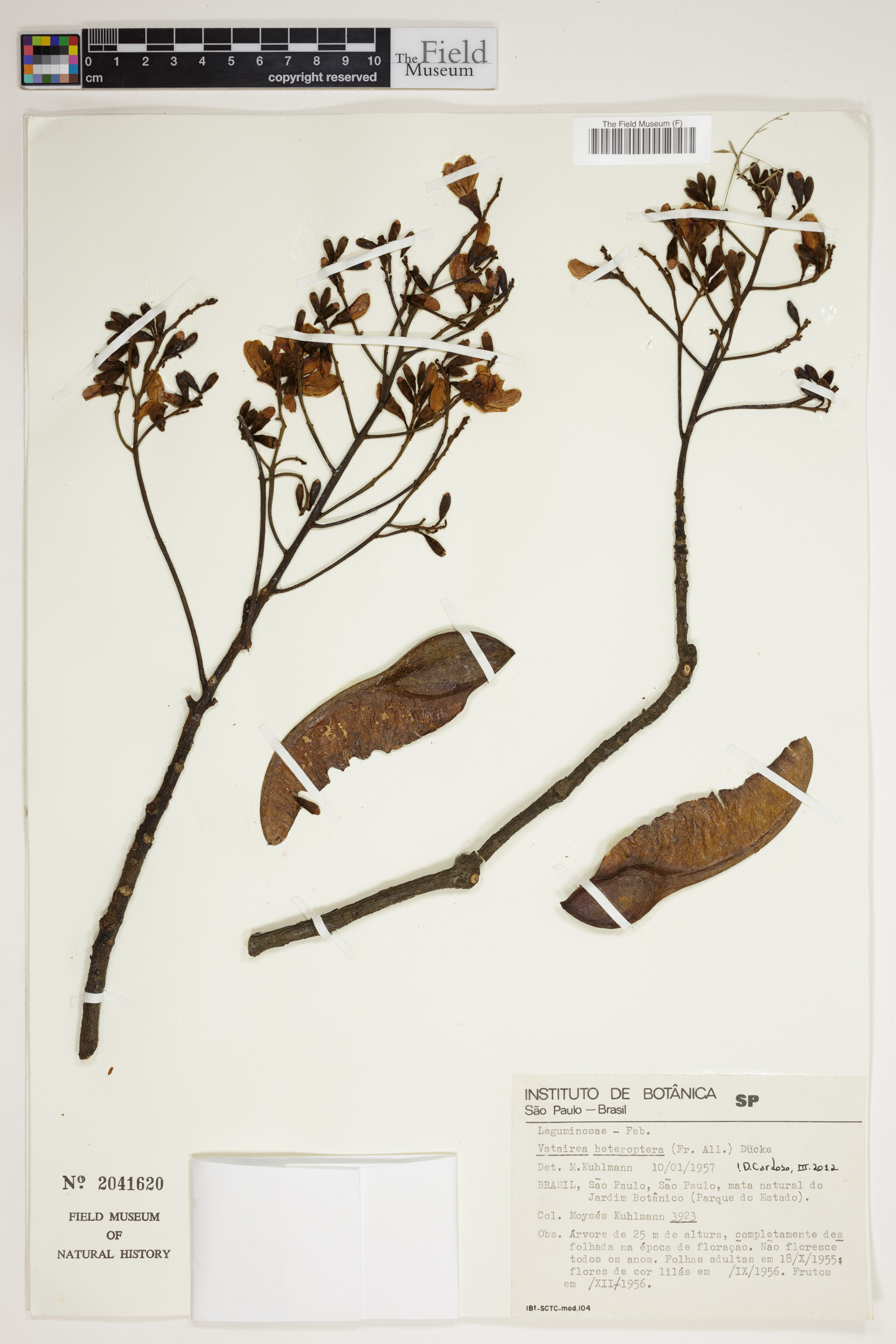 Vatairea heteroptera image