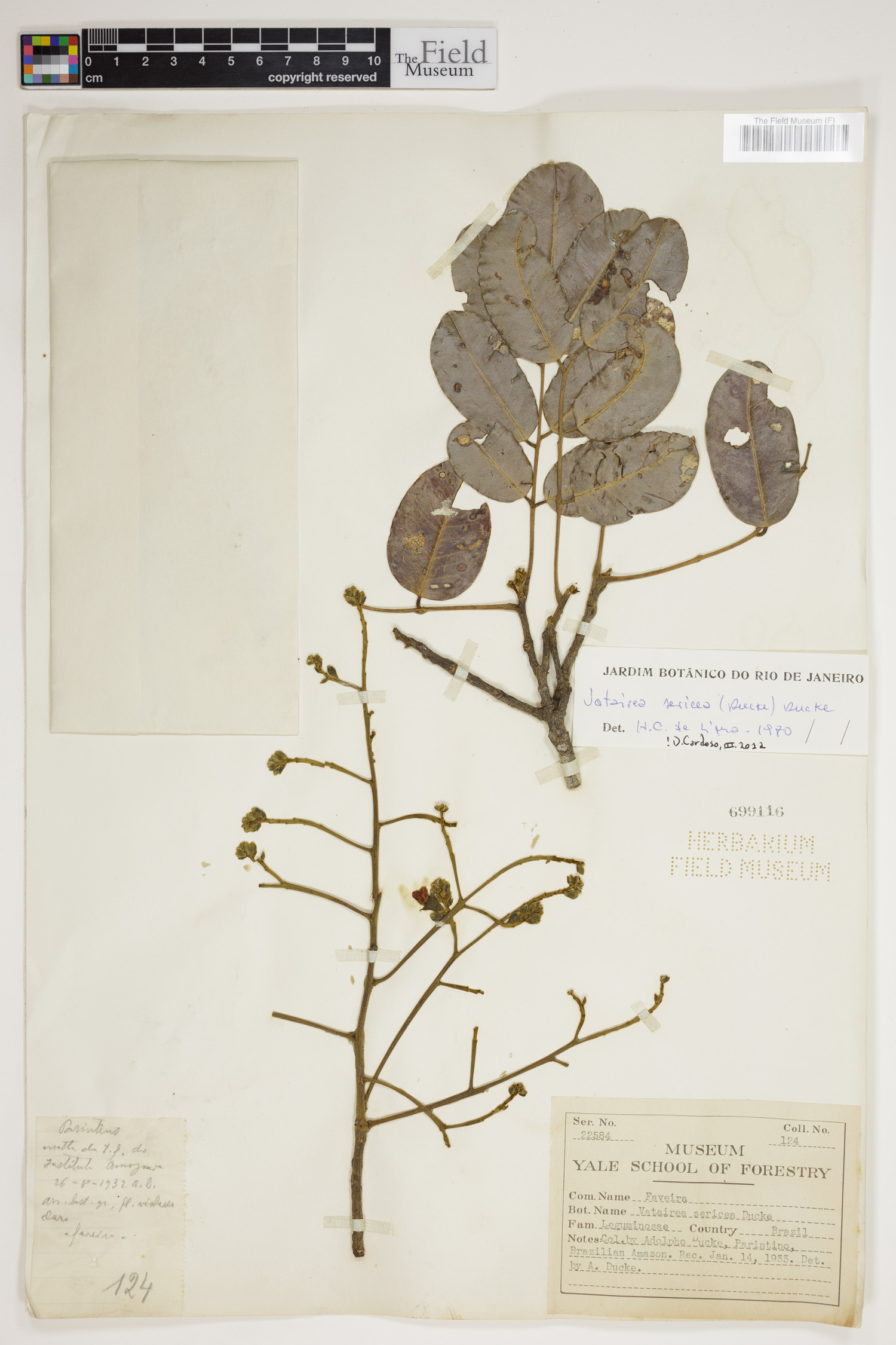 Vatairea sericea image