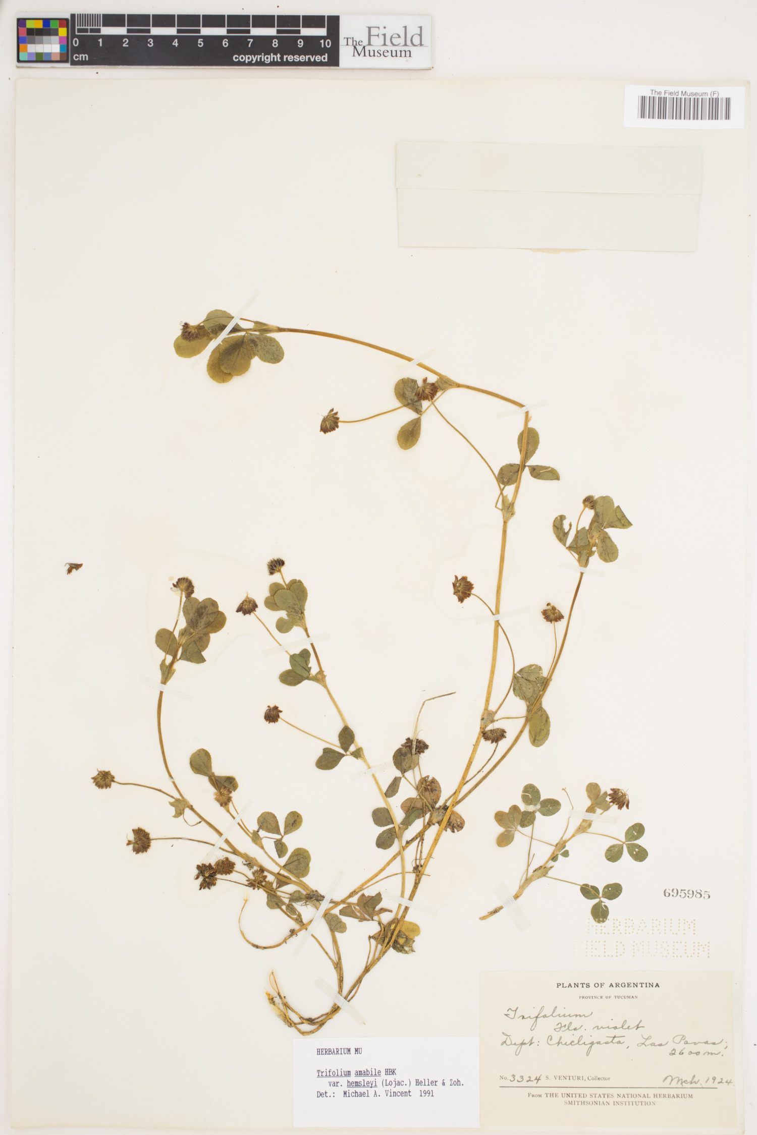 Trifolium amabile var. hemsleyi image