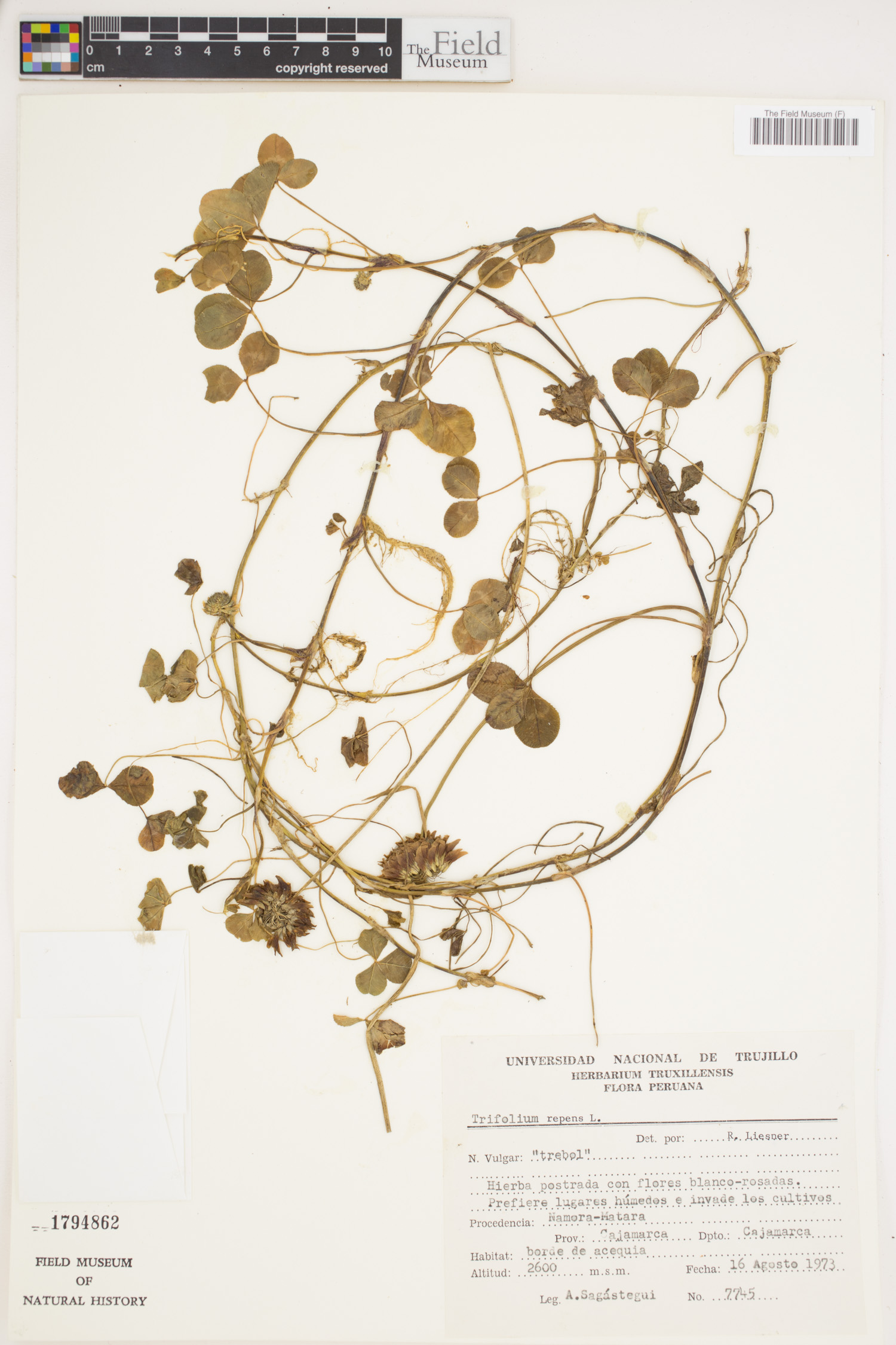 Trifolium repens image