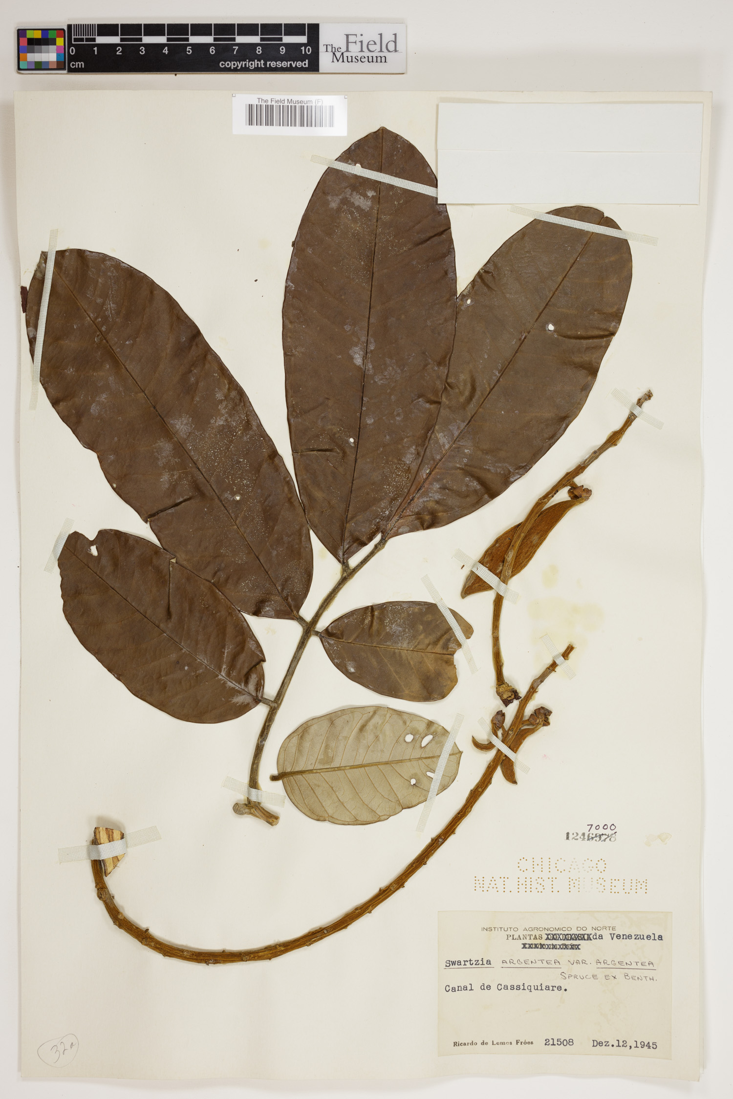 Swartzia argentea image