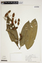 Swartzia auriculata image
