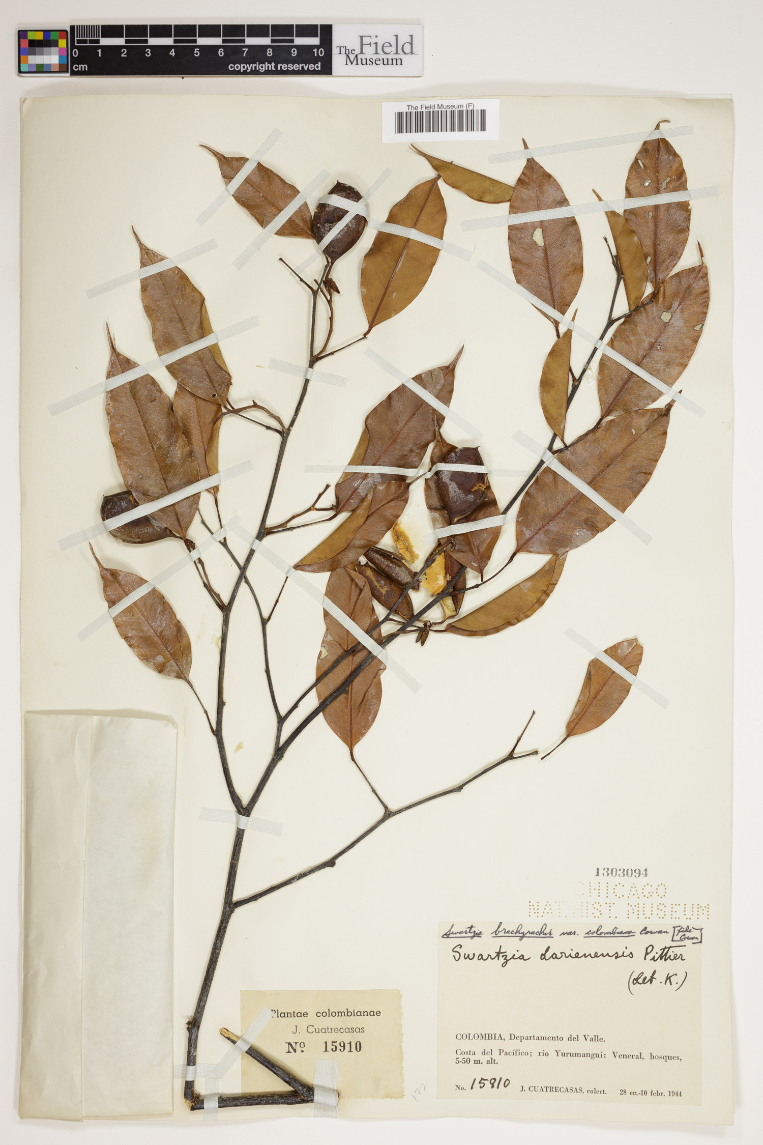 Swartzia brachyrachis var. colombiana image