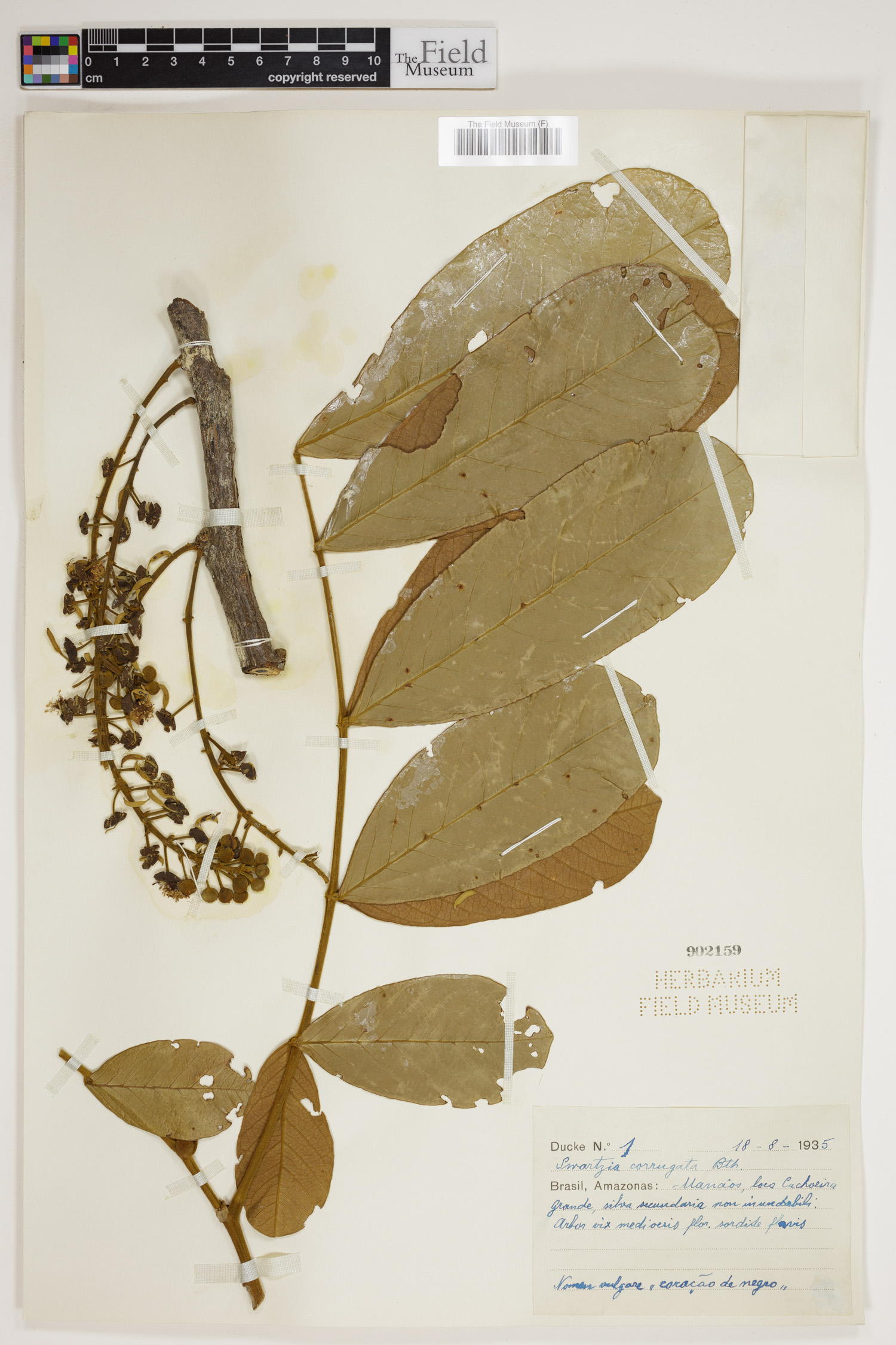 Swartzia corrugata image