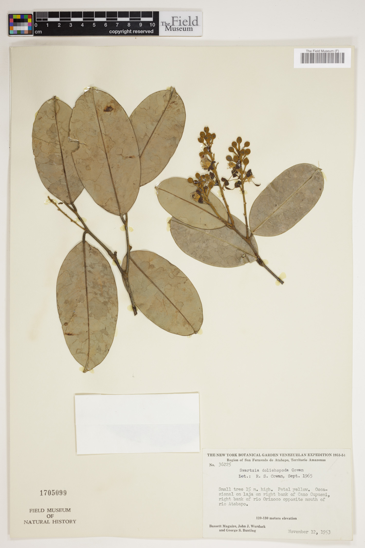 Swartzia dolichopoda image