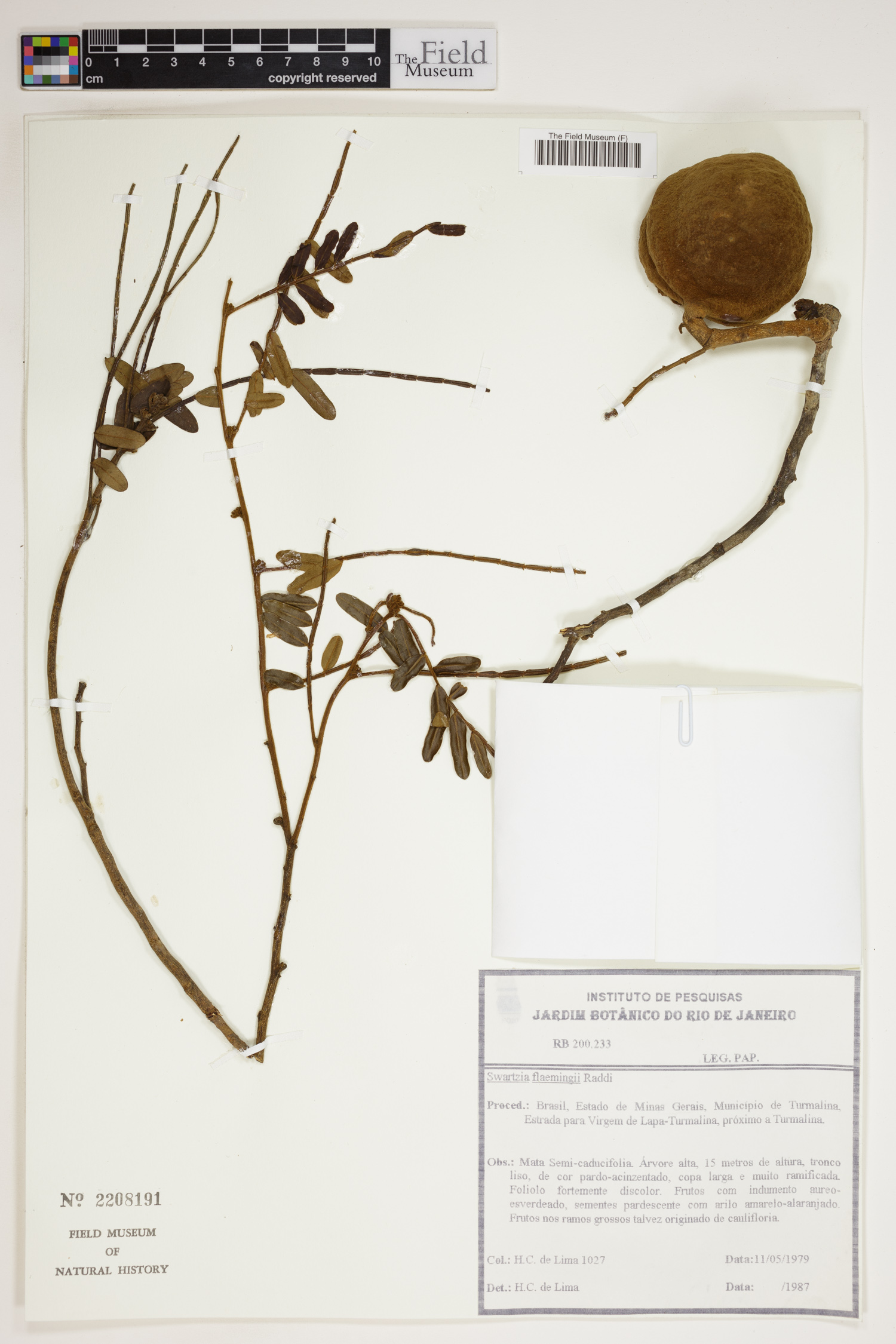Swartzia flaemingii image
