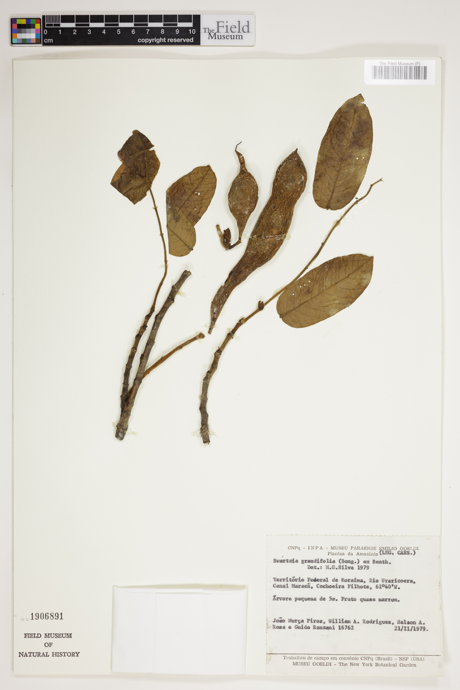 Swartzia grandifolia image