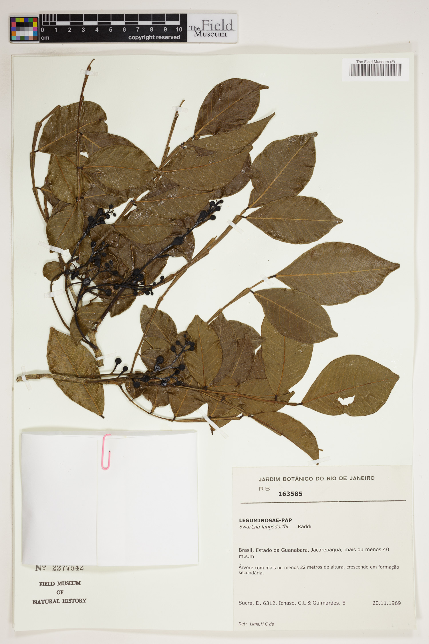 Swartzia langsdorffii image