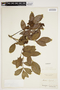 Swartzia langsdorffii image