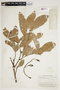 Swartzia latifolia image
