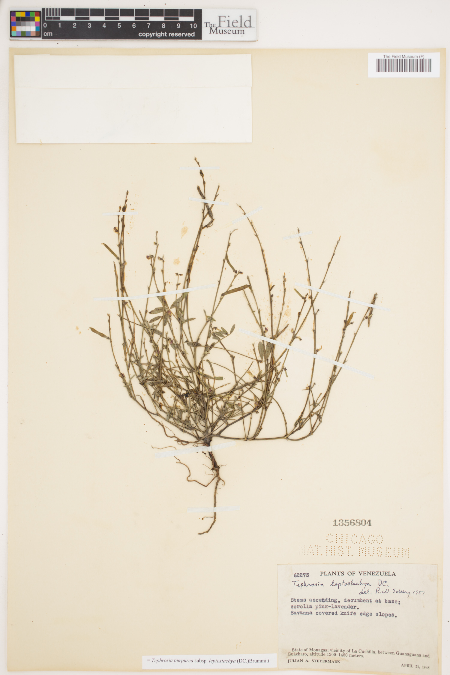 Tephrosia purpurea image