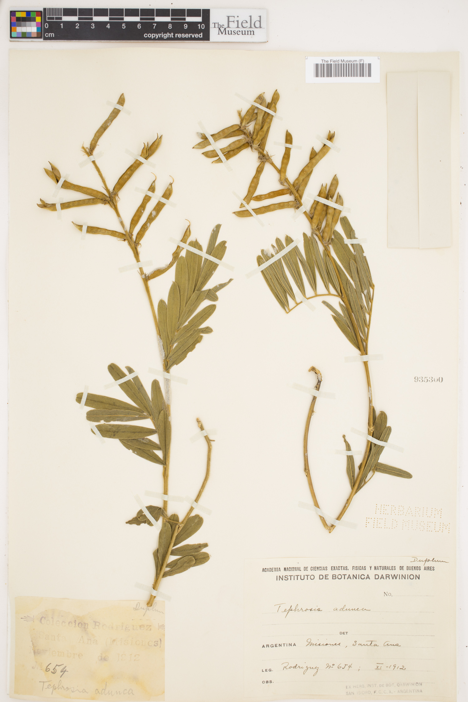 Tephrosia adunca image