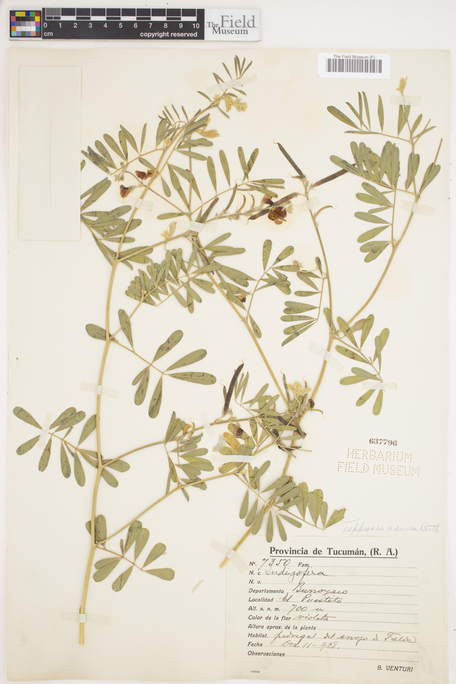 Tephrosia adunca image