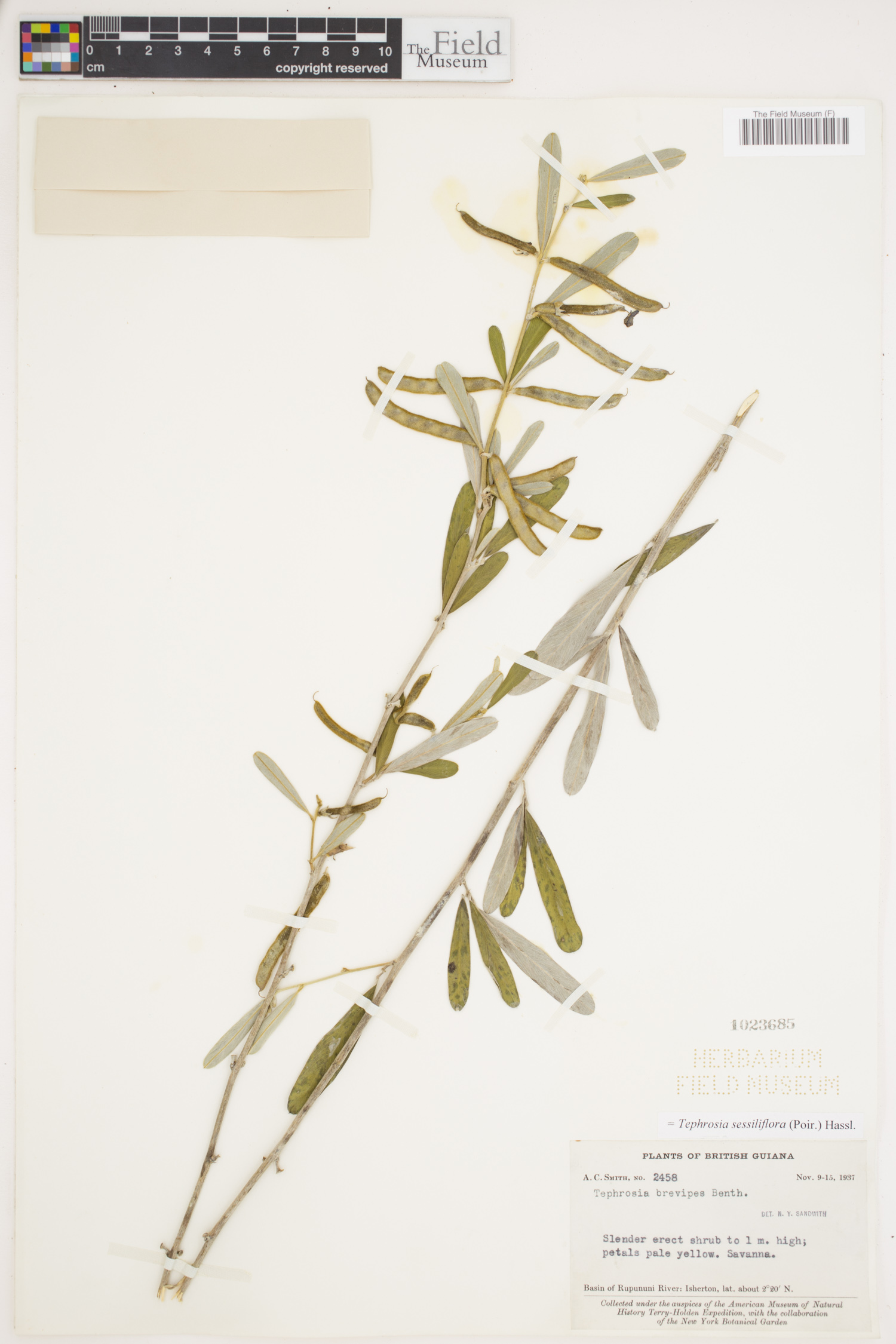 Tephrosia sessiliflora image
