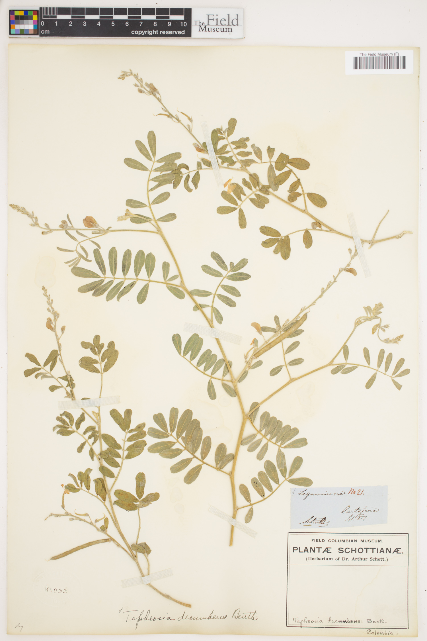 Tephrosia decumbens image