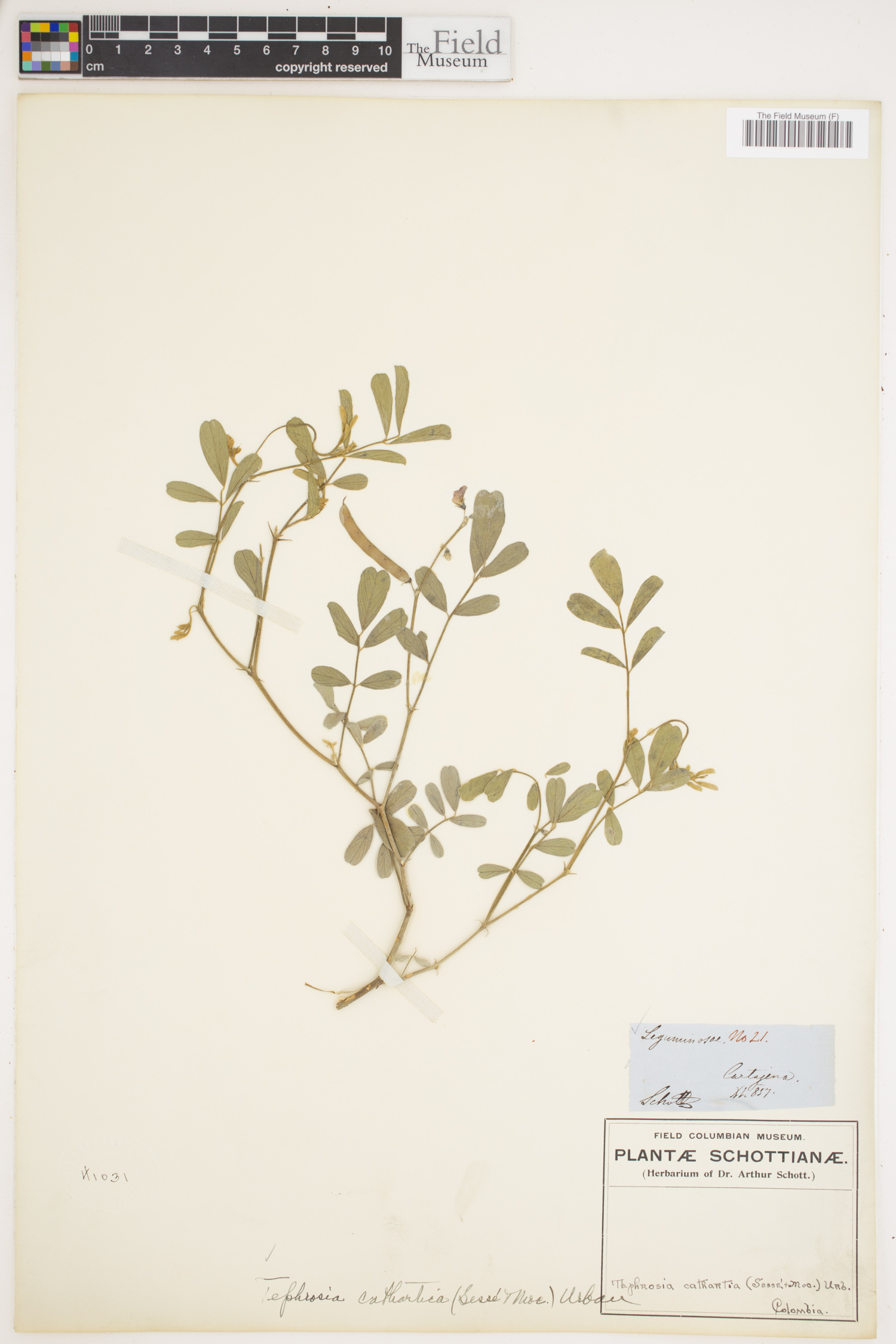Tephrosia senna image