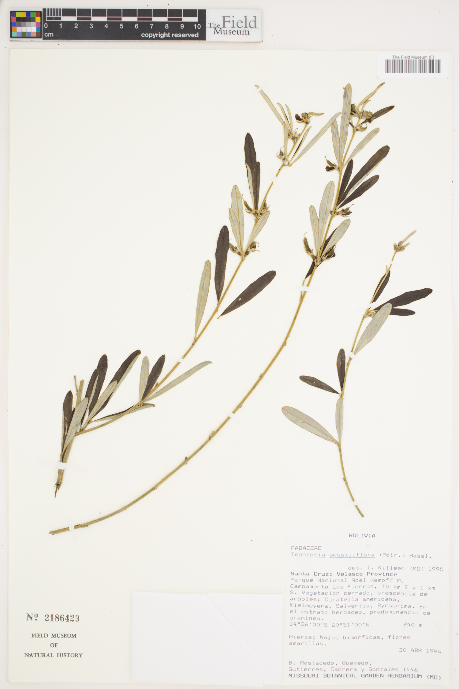 Tephrosia sessiliflora image