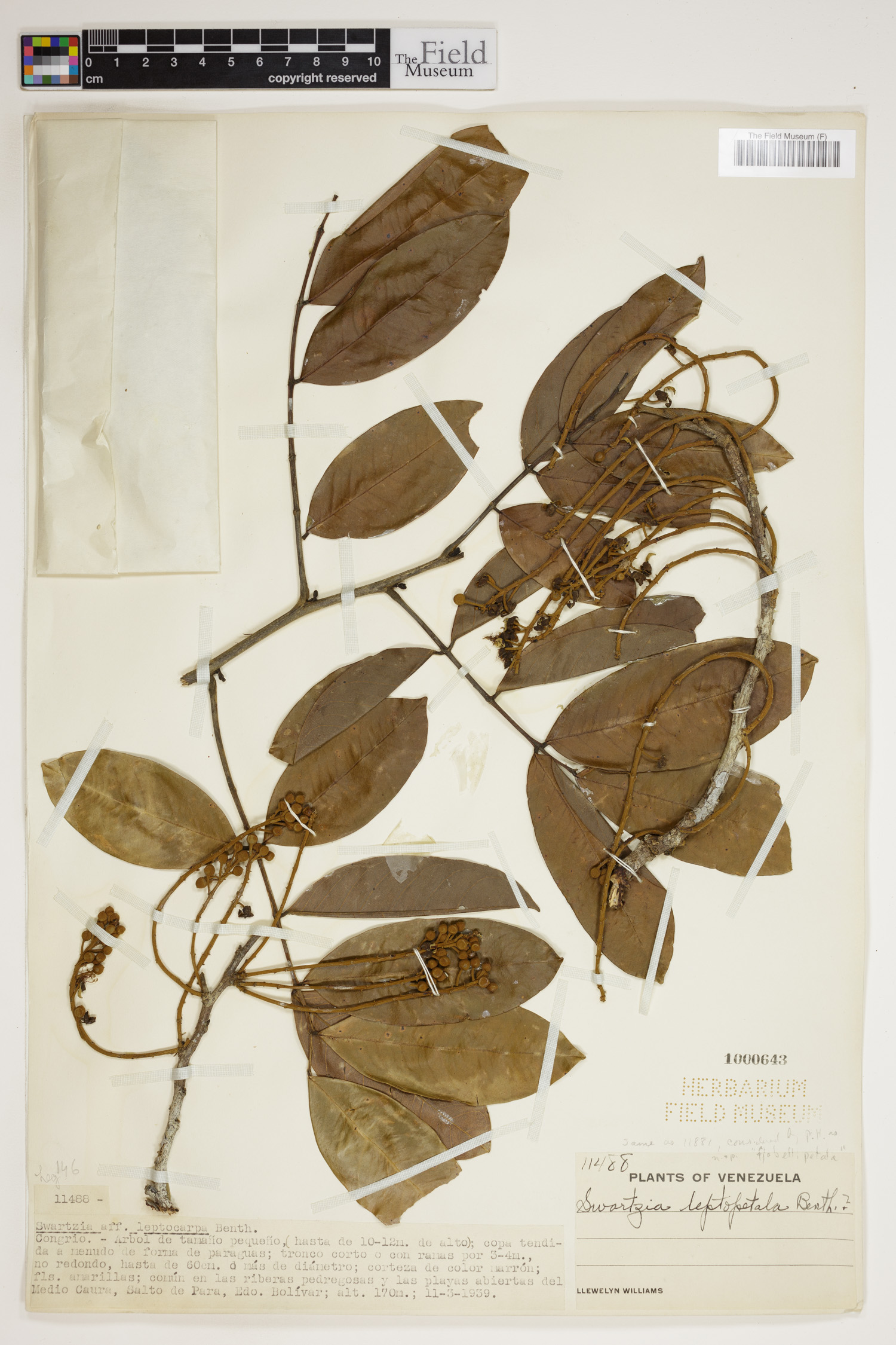 Swartzia leptopetala image