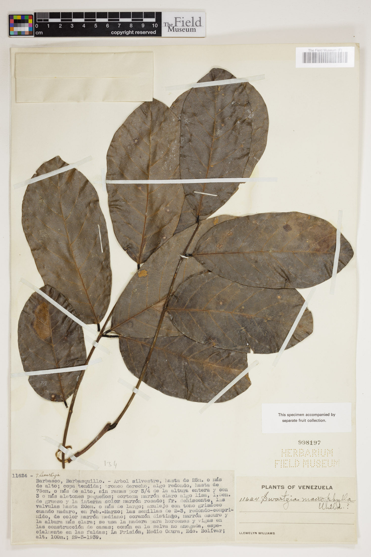 Swartzia macrophylla image