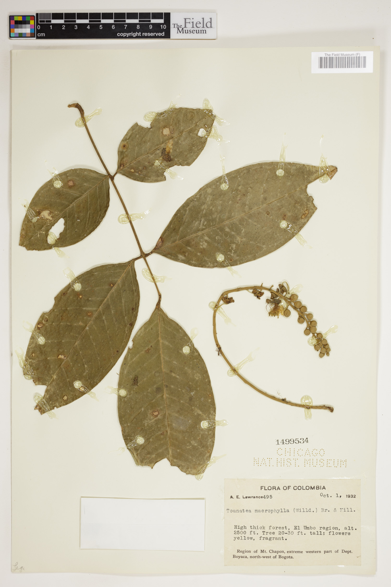 Swartzia macrophylla image