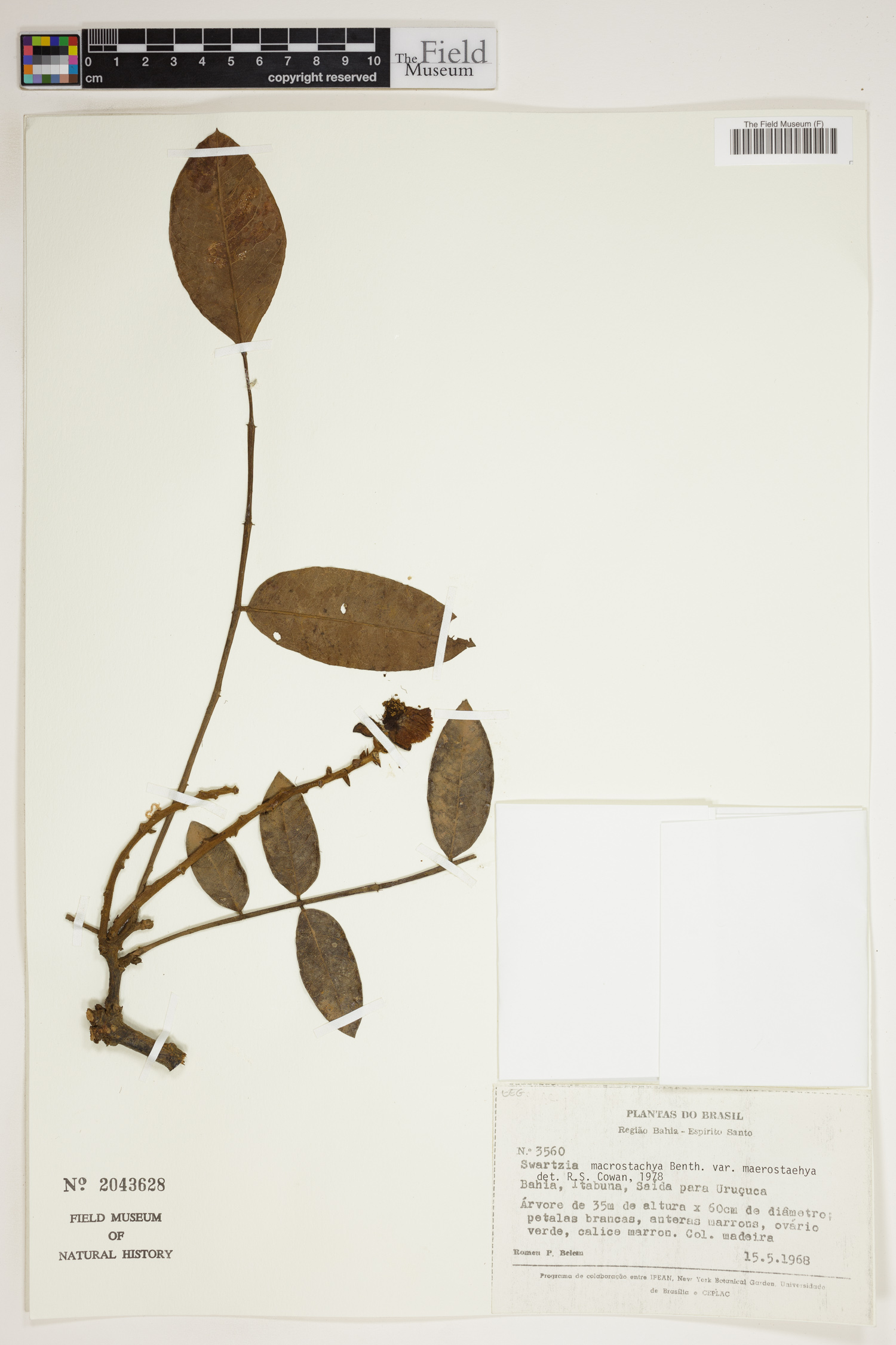 Swartzia macrostachya image