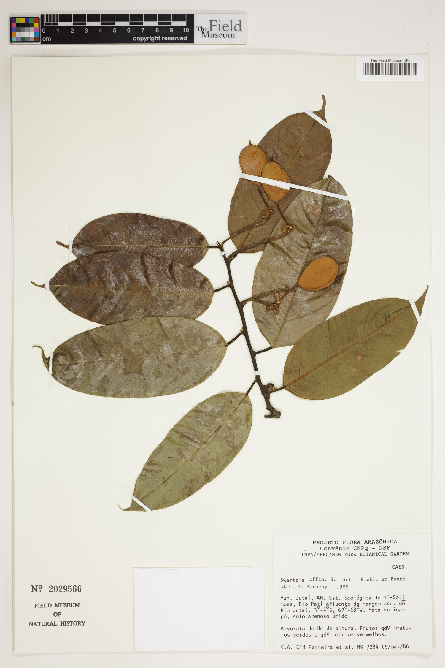 Swartzia martii image