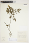 Swartzia myrtifolia var. elegans image