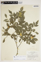 Swartzia myrtifolia image