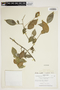 Swartzia myrtifolia var. peruviana image