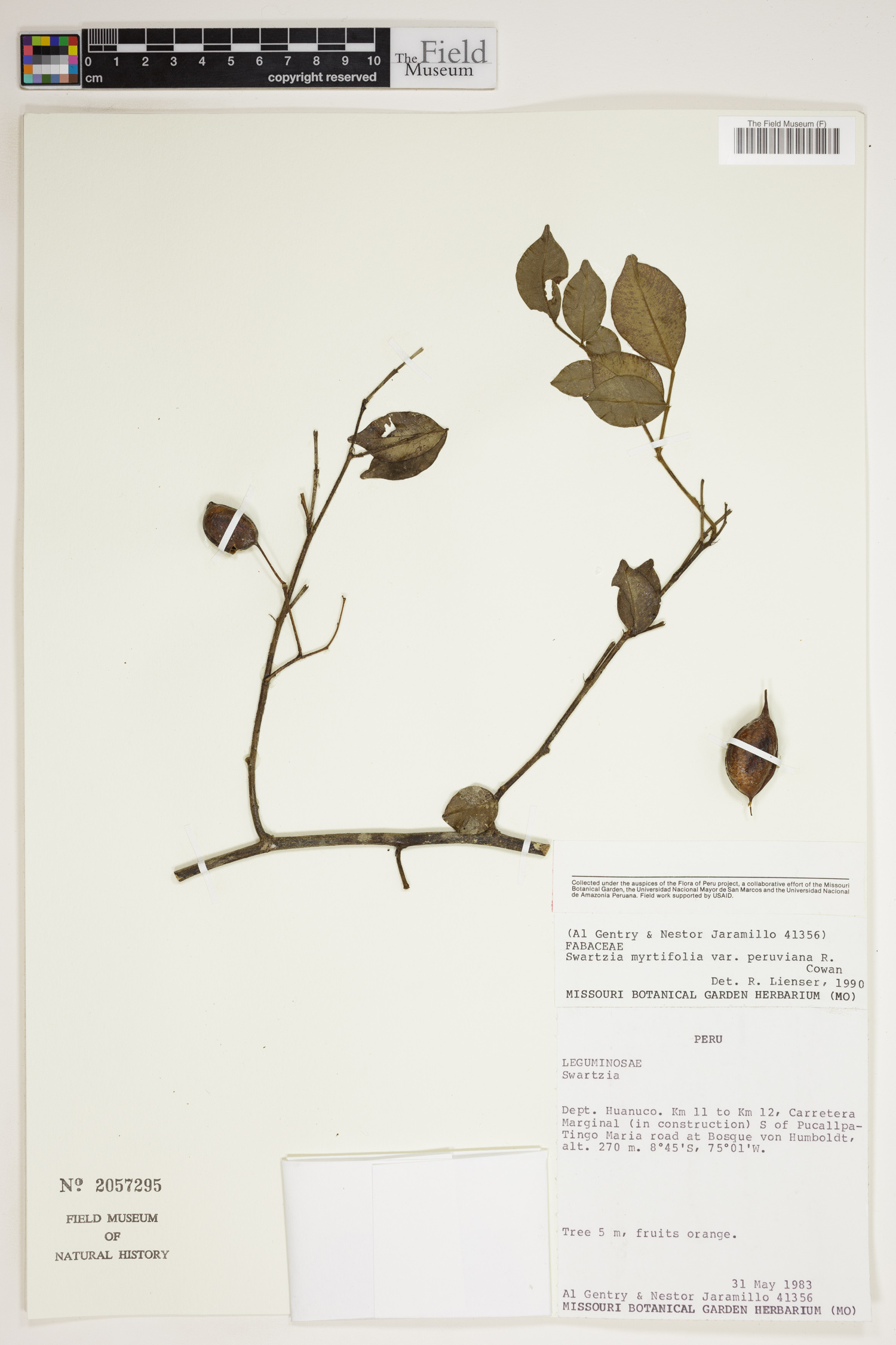 Swartzia myrtifolia var. peruviana image