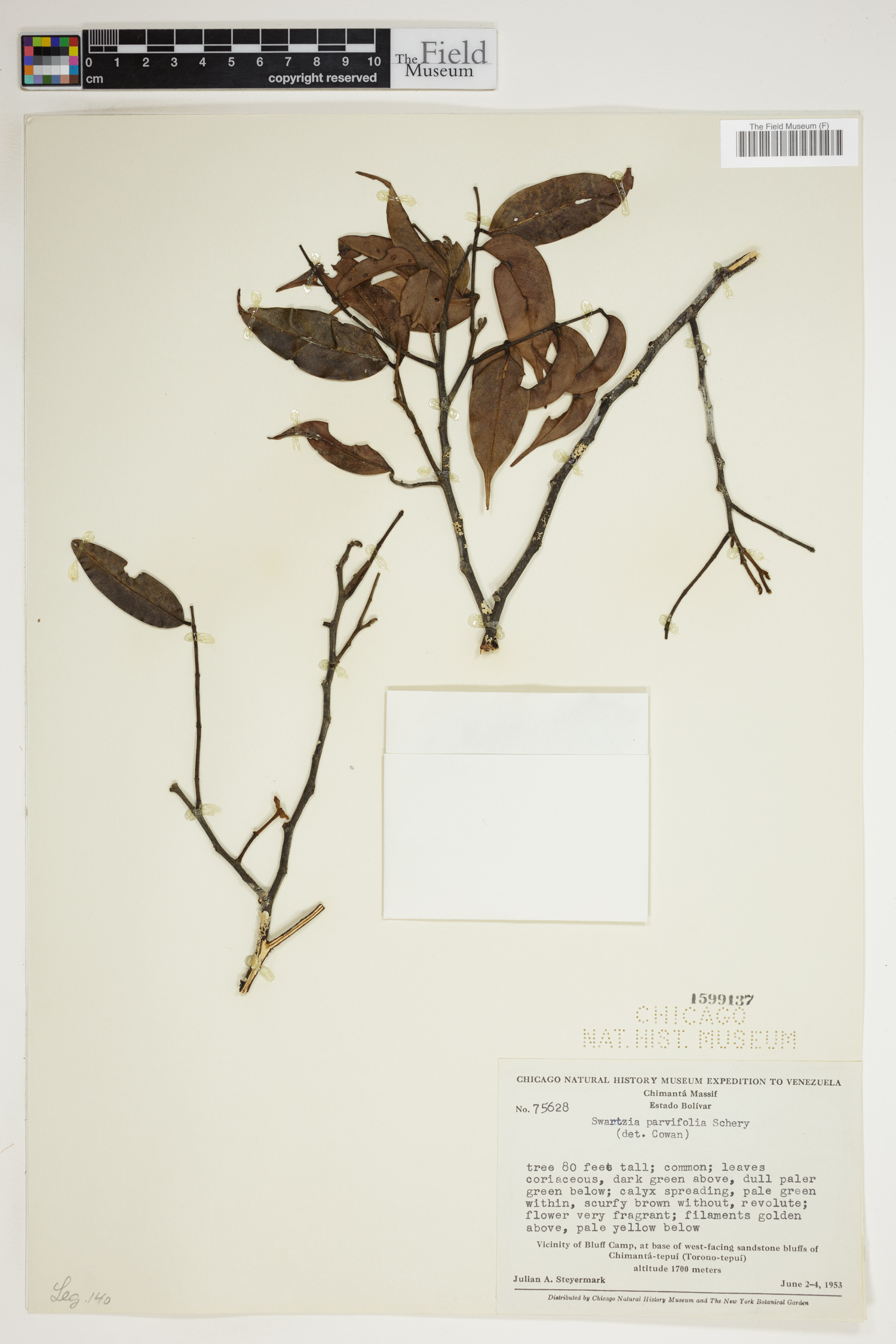 Swartzia parvifolia image