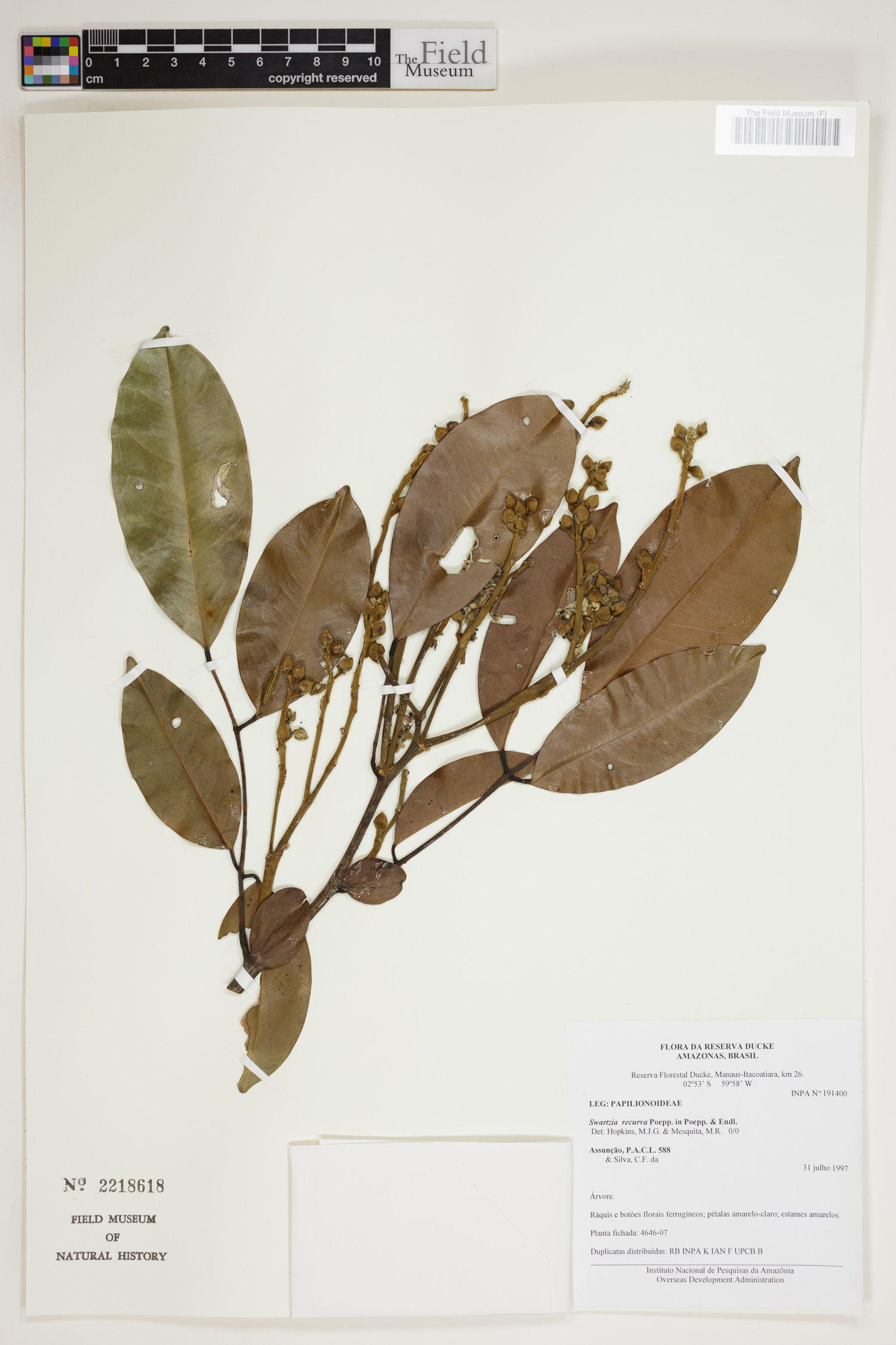 Swartzia recurva image