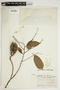 Swartzia polyphylla image