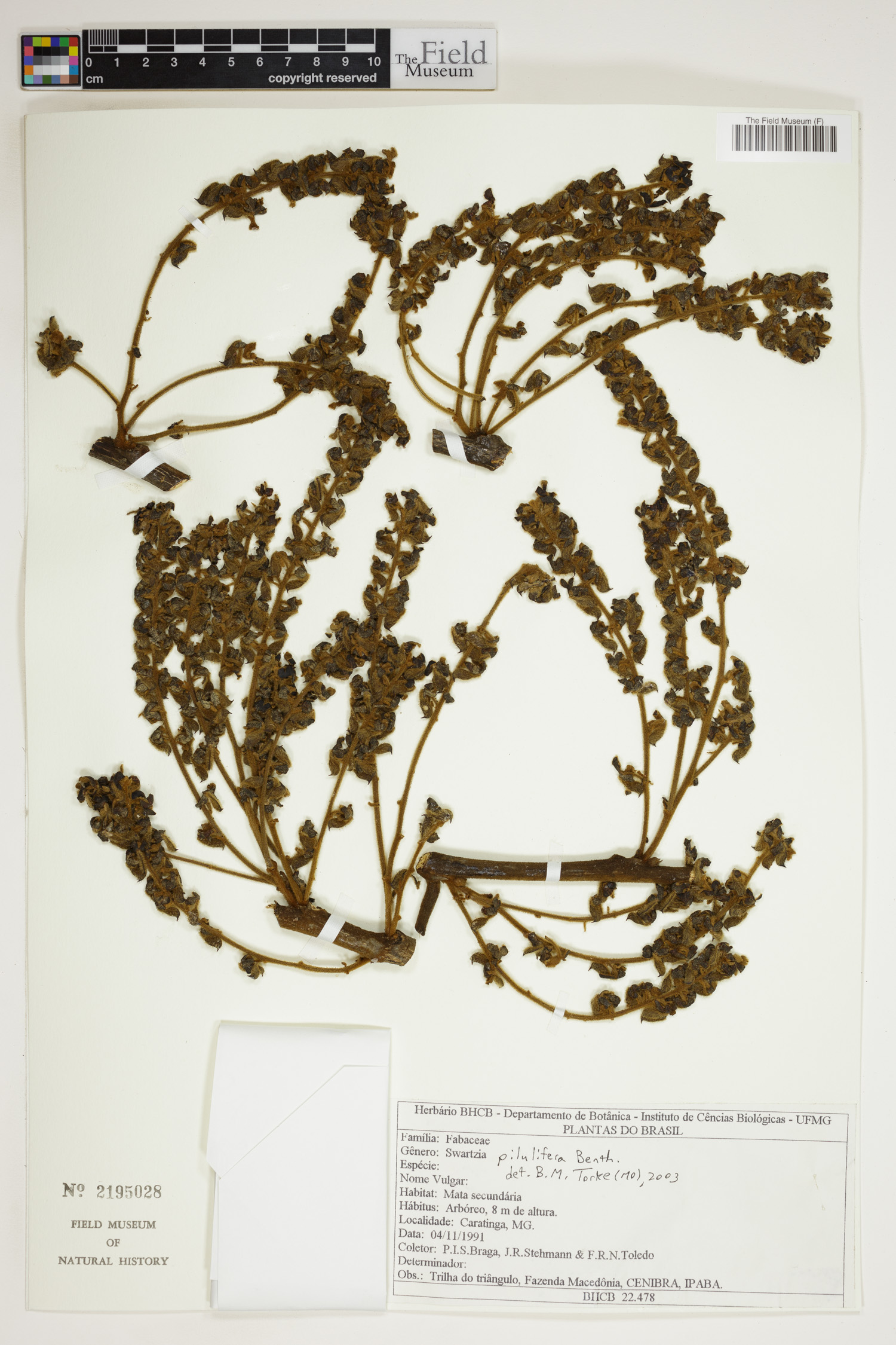 Swartzia pilulifera image