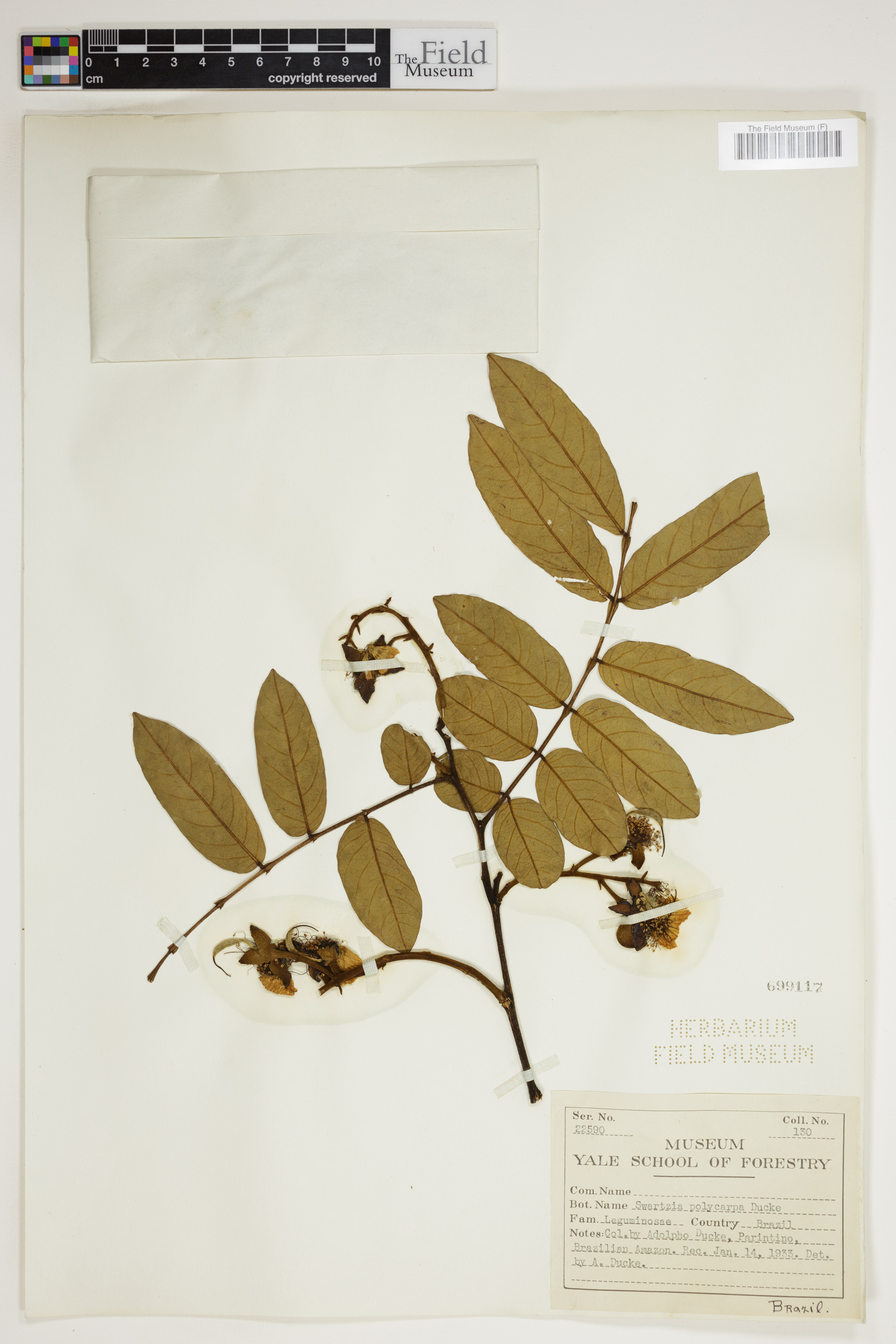 Swartzia laxiflora image