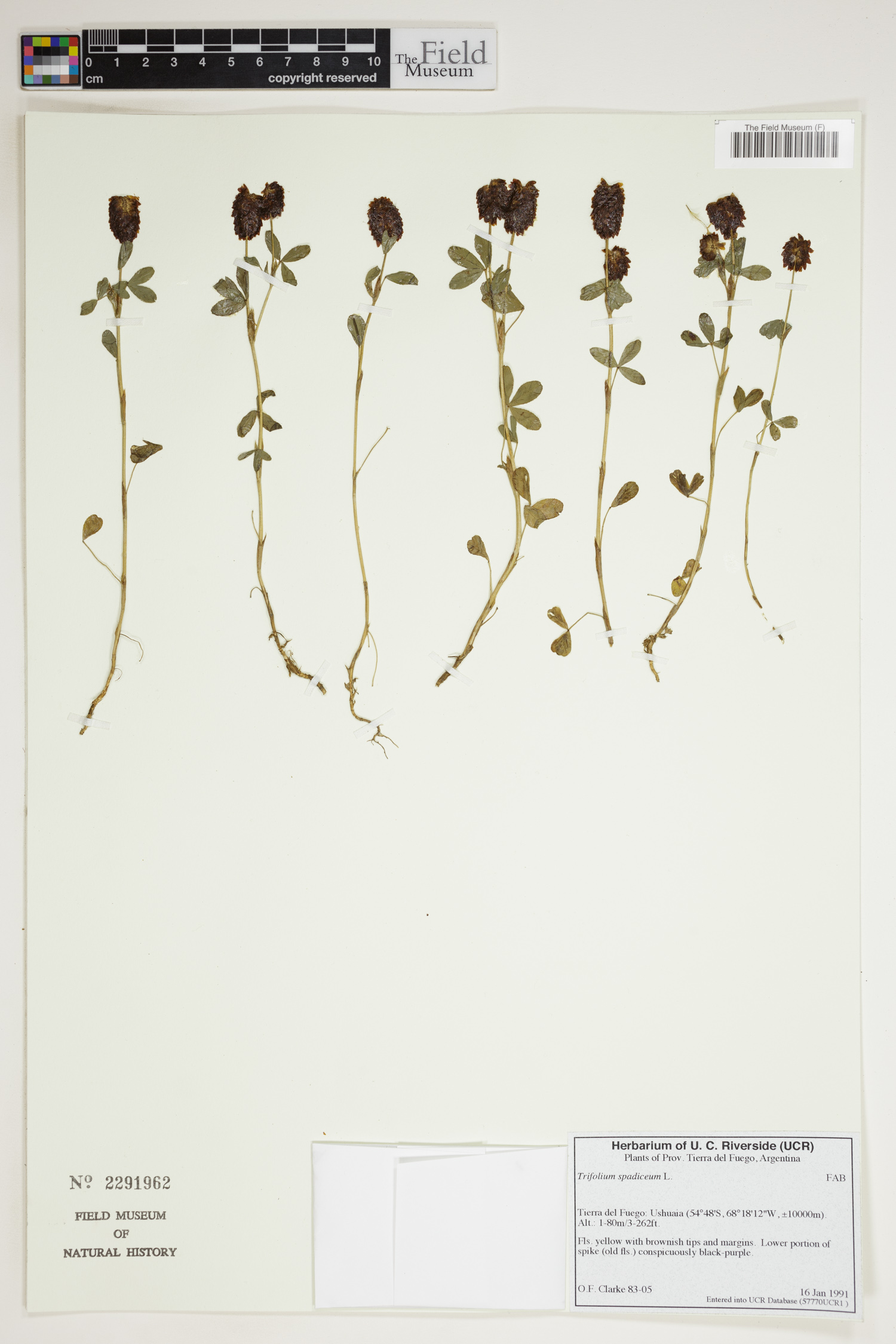 Trifolium spadiceum image