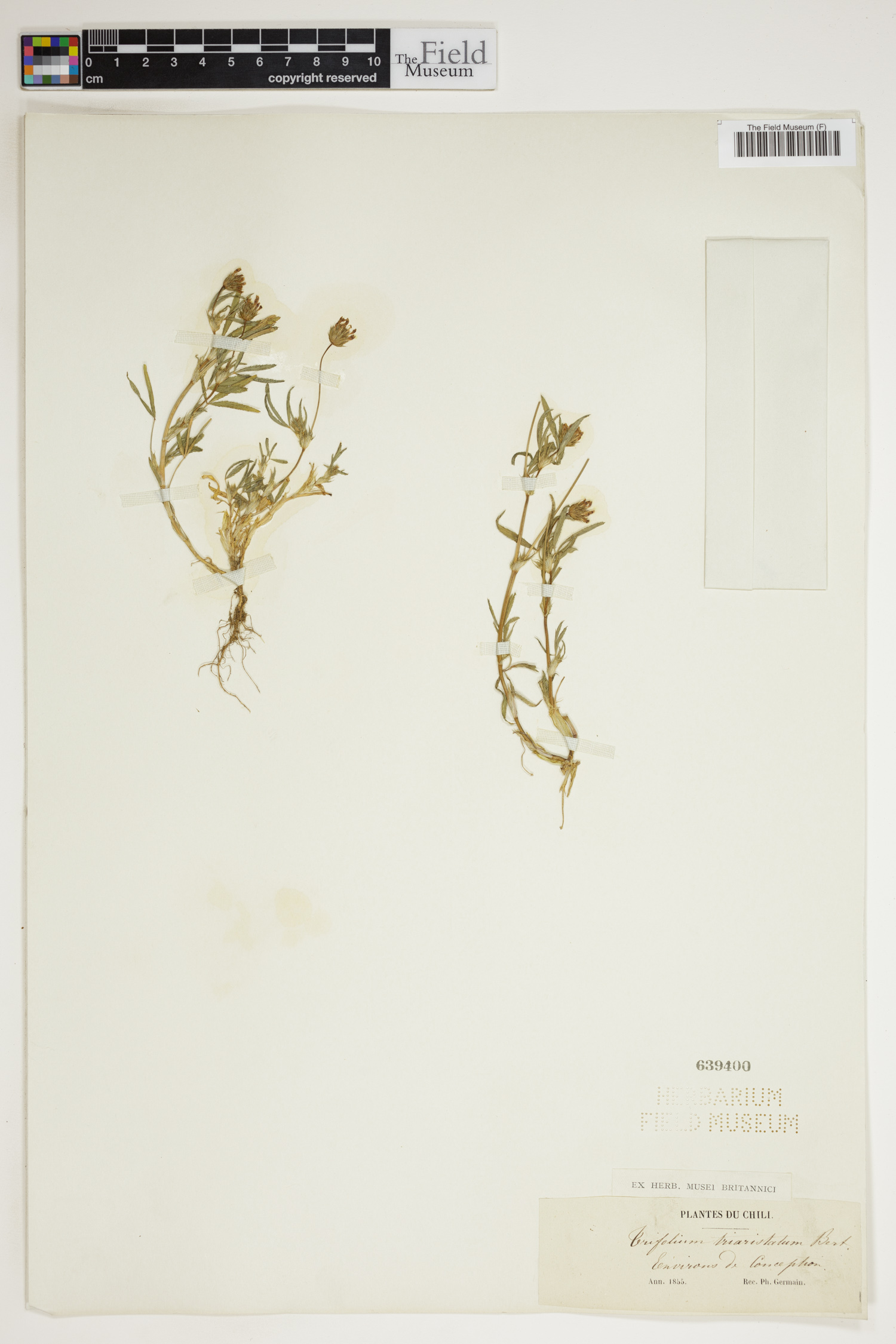 Trifolium triaristatum image
