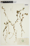 Trifolium micranthum image