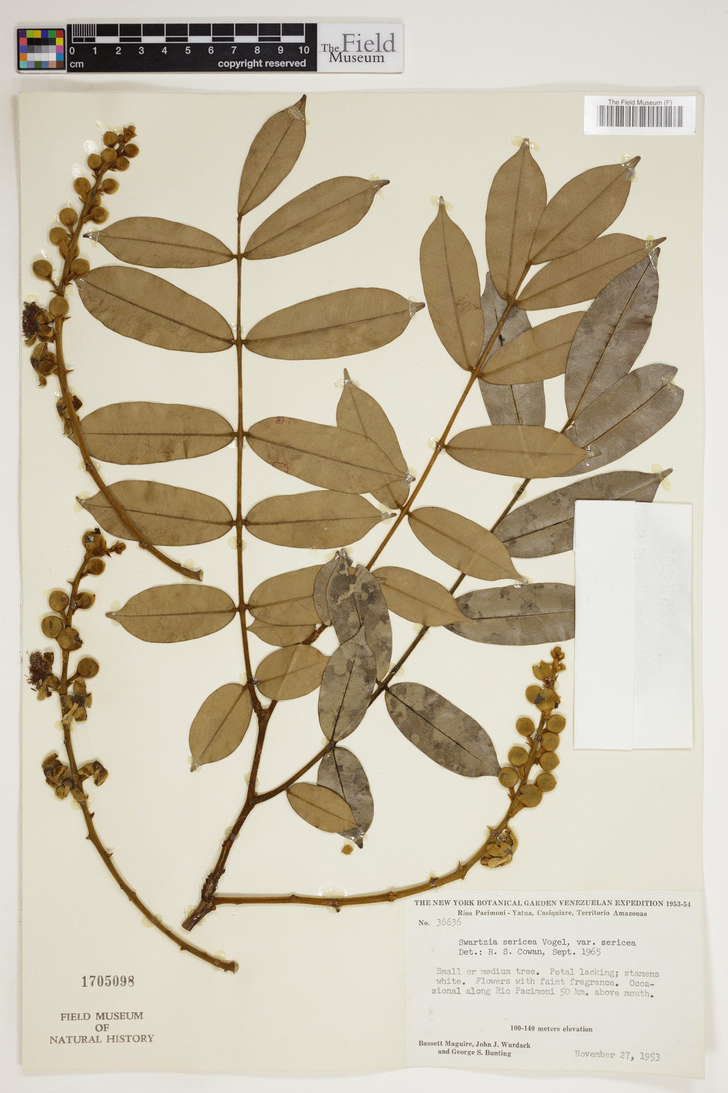 Swartzia sericea image